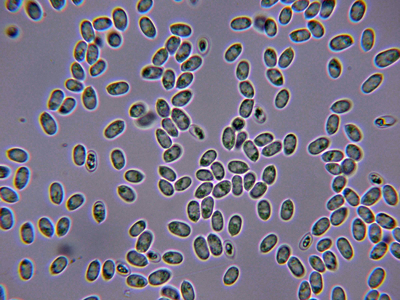 Una corticale simile alla Phlebia.